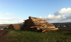 Baumstammstapel auf Wiese